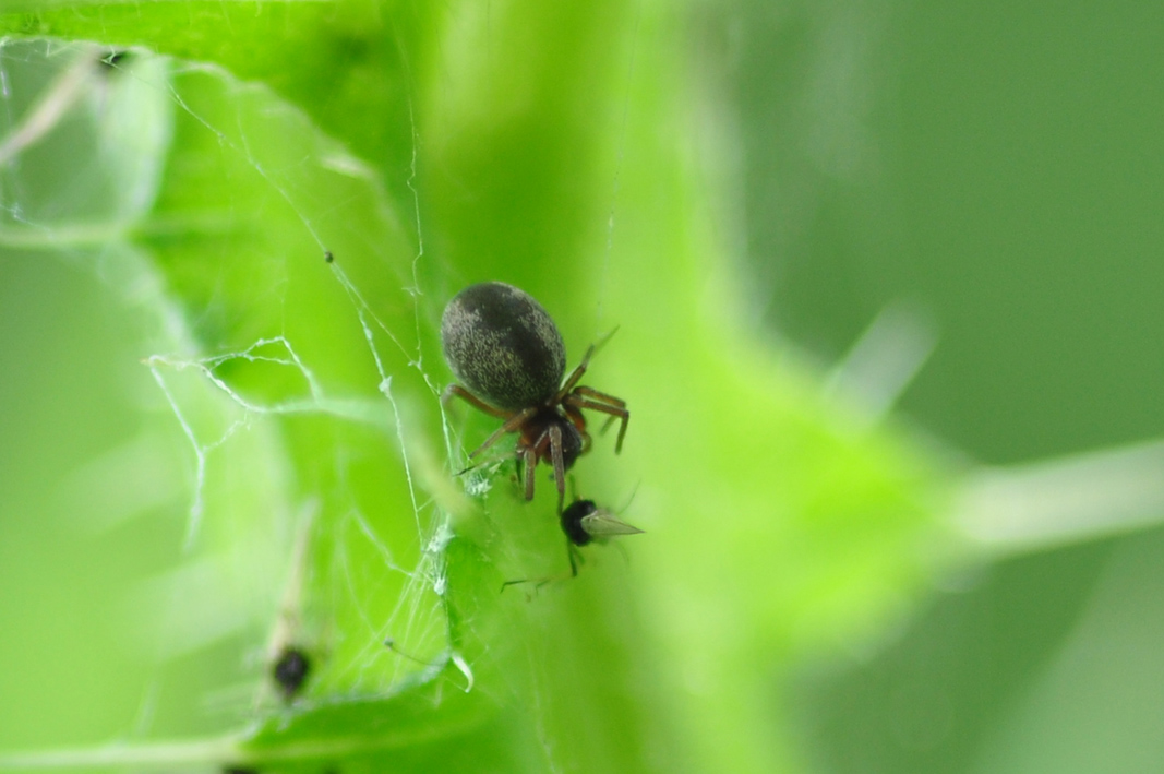 Dictyna sp.  - Capannori (LU)